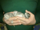 gatitos persas peluchitos - mejor precio | unprecio.es