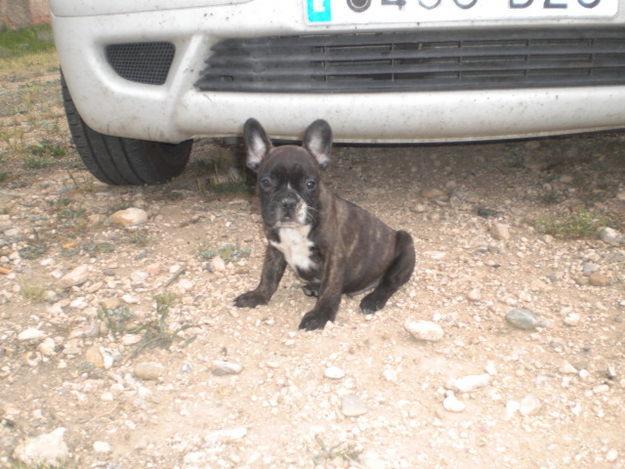 HOY ESTAMOS EN CALAHORRA, VENDO BULLDOG FRANCES, PEDIGREE RSCE