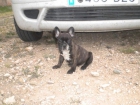 HOY ESTAMOS EN CALAHORRA, VENDO BULLDOG FRANCES, PEDIGREE RSCE - mejor precio | unprecio.es