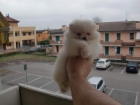 Increible camada de pomerania-toy,linea americana - mejor precio | unprecio.es