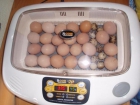 incubadora automatica para aves exoticas y de corral - mejor precio | unprecio.es
