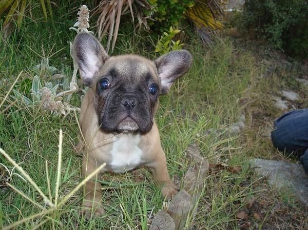 Perfectos bulldog frances vaquitas