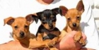 PINSCHER MINIATURA EXCELENTES CACHORRITOS - mejor precio | unprecio.es