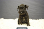 SCHNAUZER, CON DOS MESES - machos y hembras - mejor precio | unprecio.es