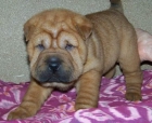 Últimos Shar Peis disponibles - mejor precio | unprecio.es