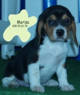 Beagle, tu cachorro de pura raza - mejor precio | unprecio.es