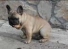 BULLDOG FRANCES, CACHORROS , perros, cachorros, - mejor precio | unprecio.es