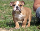 BULLDOG INGLES CACHORROS DISPONIBLES - mejor precio | unprecio.es