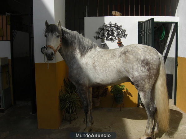 Caballo PRE