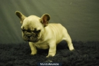 Cachorritos de Bulldog frances Fawn, dos meses, excelentes - mejor precio | unprecio.es