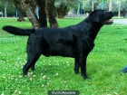 Camada Labrador Retrievers de alta calidad - mejor precio | unprecio.es