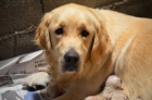 Golden retriever - mejor precio | unprecio.es