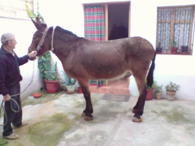 Magnifico Mulo Percherón
