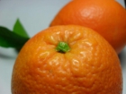 NARANJAS DE CASTELLON EN 24 HORAS - mejor precio | unprecio.es
