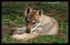 Perro Lobo Checolovaco, Cachorros - mejor precio | unprecio.es