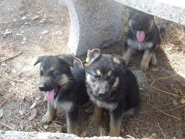 Preciosos cachorros de pastor aleman