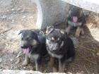 Preciosos cachorros de pastor aleman - mejor precio | unprecio.es