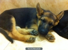 VENDO CACHORRO PASTOR ALEMAN - mejor precio | unprecio.es