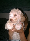 VENDO CACHORROS DE AGUA TURCO ESPAÑOL - mejor precio | unprecio.es