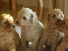 vendo cachorros de caniche autentico - mejor precio | unprecio.es