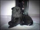 VENDO SHARPEI - mejor precio | unprecio.es