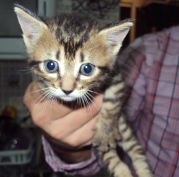 Betty Boop, preciosa gatita de 3 meses.