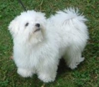 Bichon maltes toy busca novia formal - mejor precio | unprecio.es