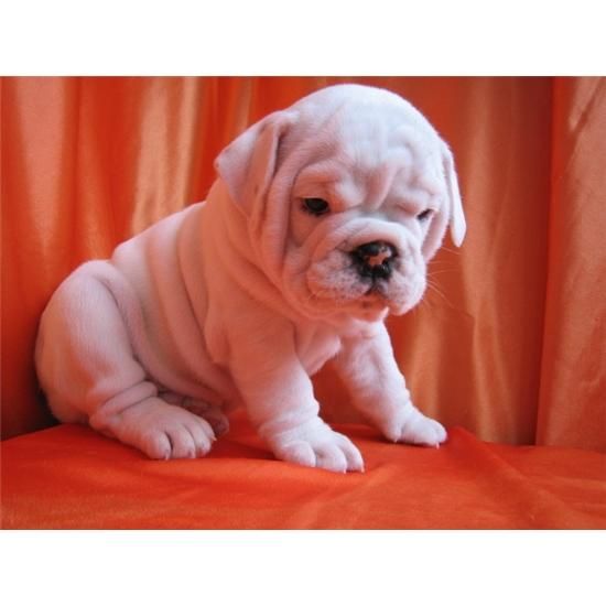 Bulldog Inglés hermoso cachorro listo para una familia encantadora.