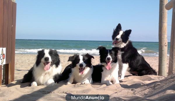 Cachorros Border Collie puppies, pedigree