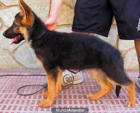 Cachorros Ceppa. de Pastores Alemanes.