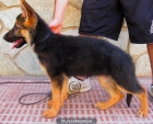 Cachorros Ceppa. de Pastores Alemanes. - mejor precio | unprecio.es