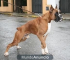 cachorros de boxer muy bonitos - mejor precio | unprecio.es