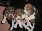 camada de BEAGLE con PEDIGREE 350 - mejor precio | unprecio.es