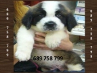 ESPECTACULARES CACHORROS DE SAN BERNARDO DE PELO LARGO - mejor precio | unprecio.es
