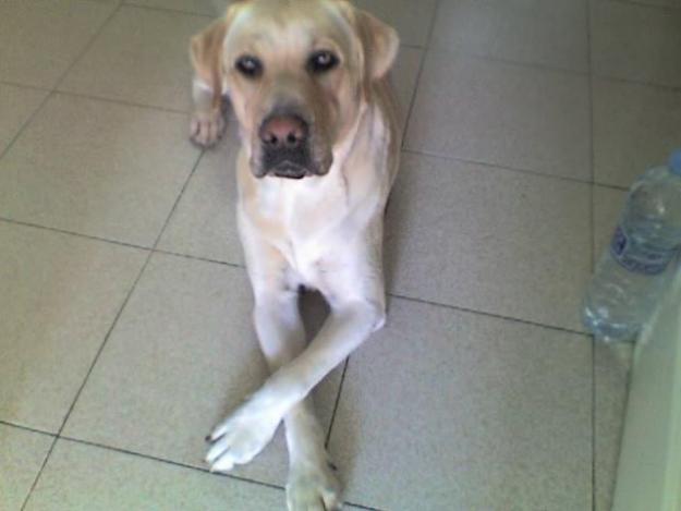 Labrador dorado busca labradora dorada