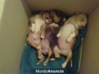 regalo 3 cachorritos de podenco - mejor precio | unprecio.es