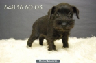 Schnauzer miniatura de primera calidad, pedrigre, criadores, excelentes - mejor precio | unprecio.es