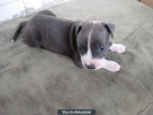 vendo pitbull blue hembra - mejor precio | unprecio.es