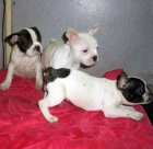 Bulldog Francés - mejor precio | unprecio.es