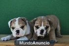 Bulldog Ingles Preciosos Machos Genetica y Caracter de calidad - mejor precio | unprecio.es