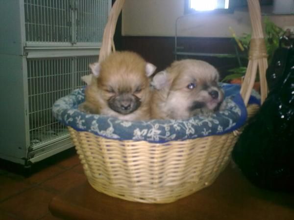 Cachorros de Pomeranias