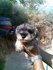 cachorros SCHNAUZER MINIATURA con PEDIGREE - mejor precio | unprecio.es