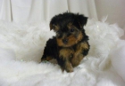 Mini yorkshire terrier yorkie con pedigree - mejor precio | unprecio.es