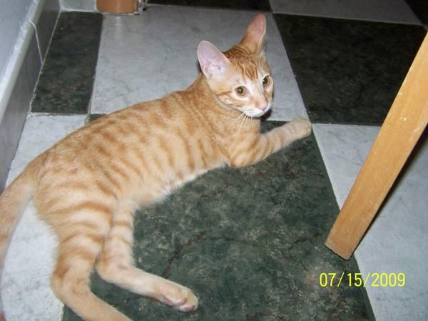 Regalo gato