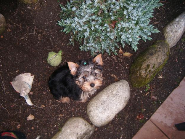 Vendo cachorro yorkshire hembra