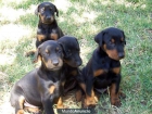 VENDO CACHORROS DOBERMAN - mejor precio | unprecio.es