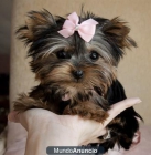 yorkshire terrier cachorros para la adopción... - mejor precio | unprecio.es