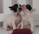 Bulldog Frances, magníficos cachorros - mejor precio | unprecio.es
