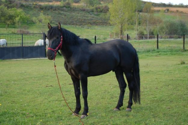 CABALLO PRE NEGRO