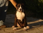 CACHORROS DE BOXER 480 - mejor precio | unprecio.es